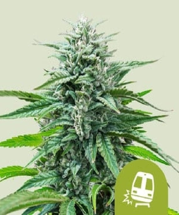 Trainwreck Auto (Royal Queen Seeds) Cannabis Seeds