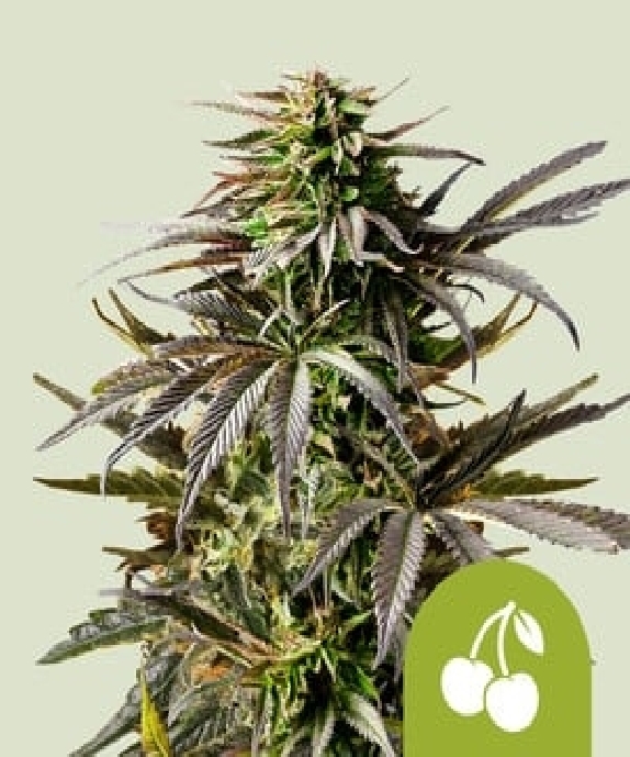 Cherry Pie Auto Cannabis Seeds