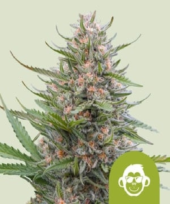 Grape Ape Auto Cannabis Seeds