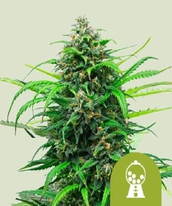 Pink Runtz Auto Cannabis Seeds