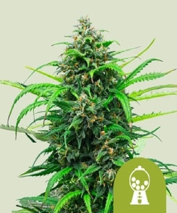  Pink Runtz Auto Cannabis Seeds