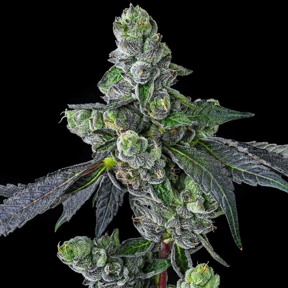 Goofiez2 ² Cannabis Seeds