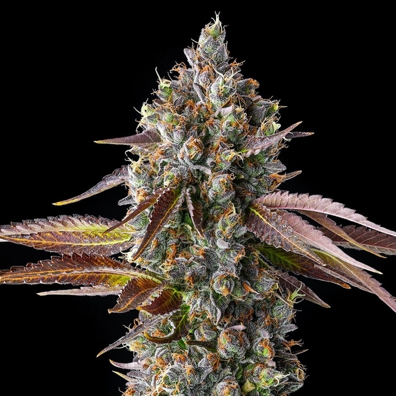 Strawberry Skrilla Cannabis Seeds
