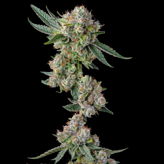 Glue 31 Cannabis Seeds