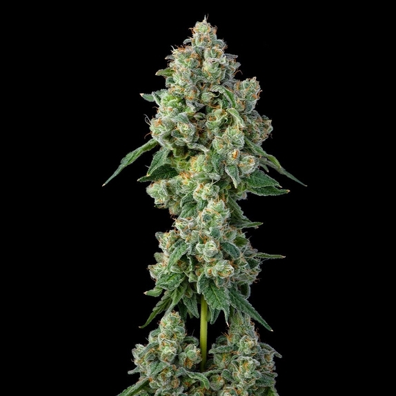 Inside Joke Cannabis Seeds