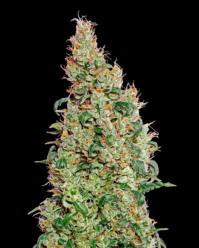 Greenomatic Cannabis Seeds