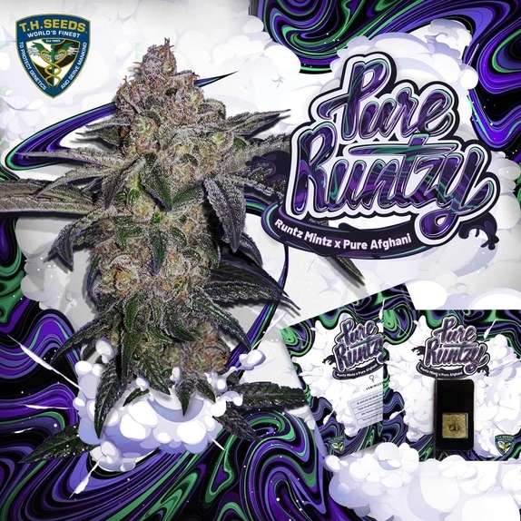 Pure Runtzy Cannabis Seeds
