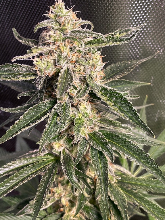 Auto Sweet Donkey Cannabis Seeds