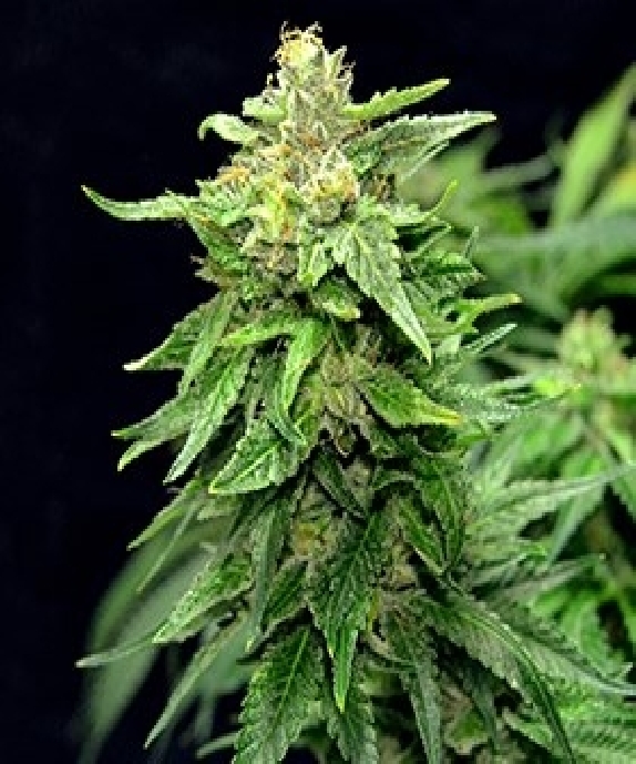 Blue Cindy Cannabis Seeds