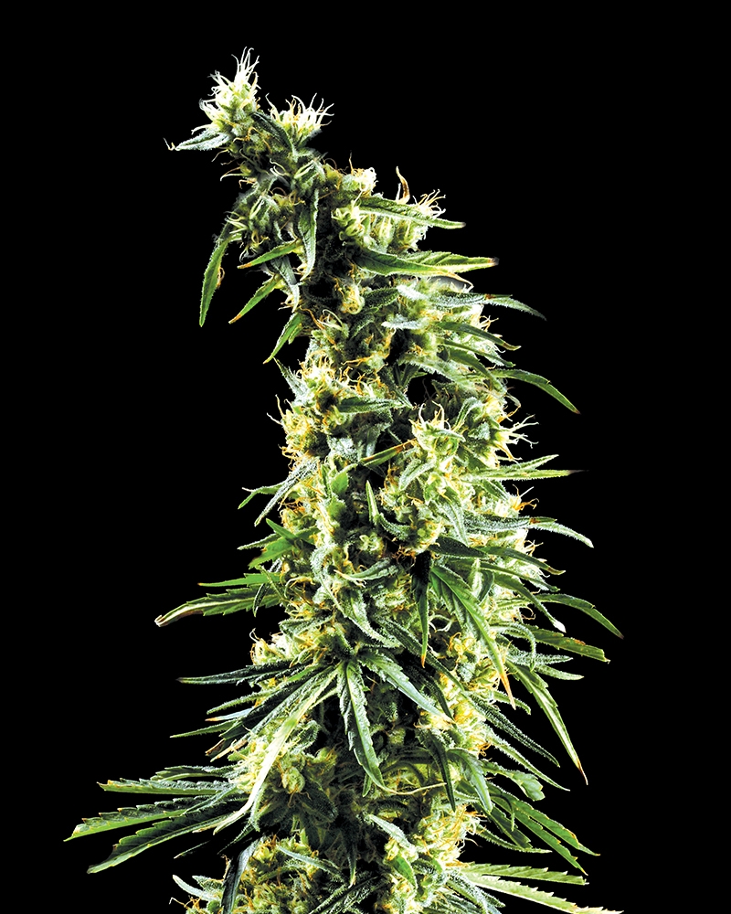 Hawaiian Snow Cannabis Seeds