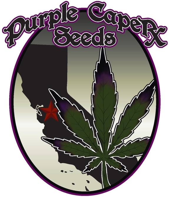FEMINISED LINE Purple Cookies Cannabis Seeds