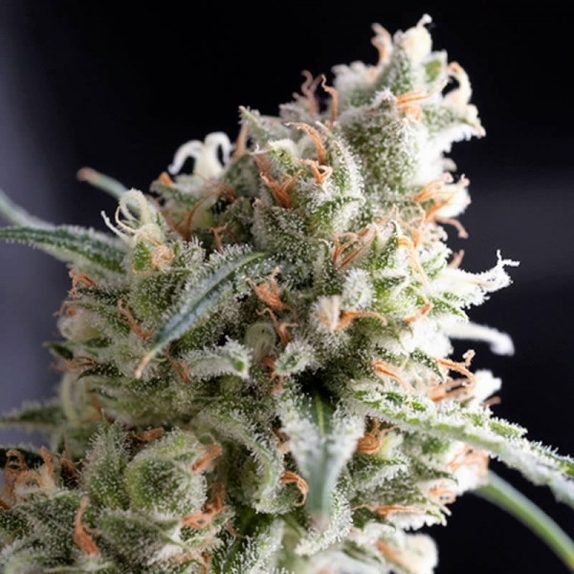 Kukulkan Cannabis Seeds