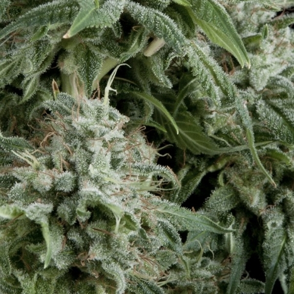 Northern Lights CBD Auto Cannabis Seeds