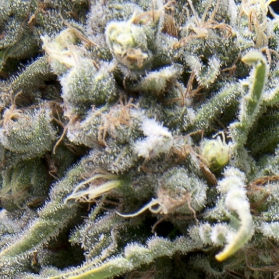 White Widow CBD Auto Cannabis Seeds