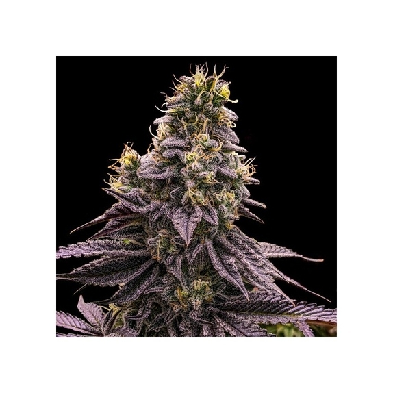 Zombie Bride Cannabis Seeds