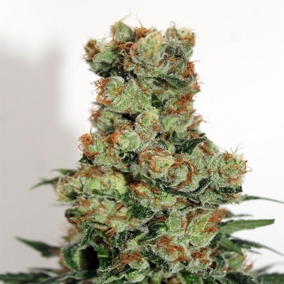 Badazz Cannabis Seeds