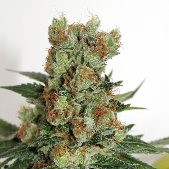 Fuel OG Cannabis Seeds