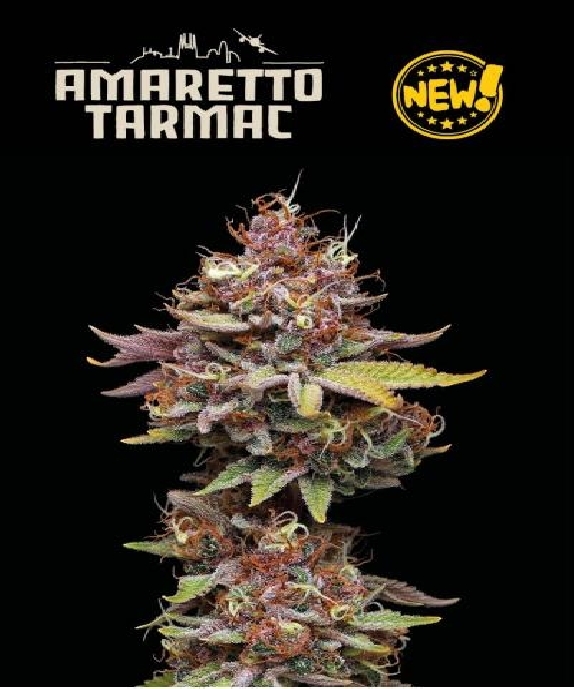 Superior Amaretto Tarmac Cannabis Seeds