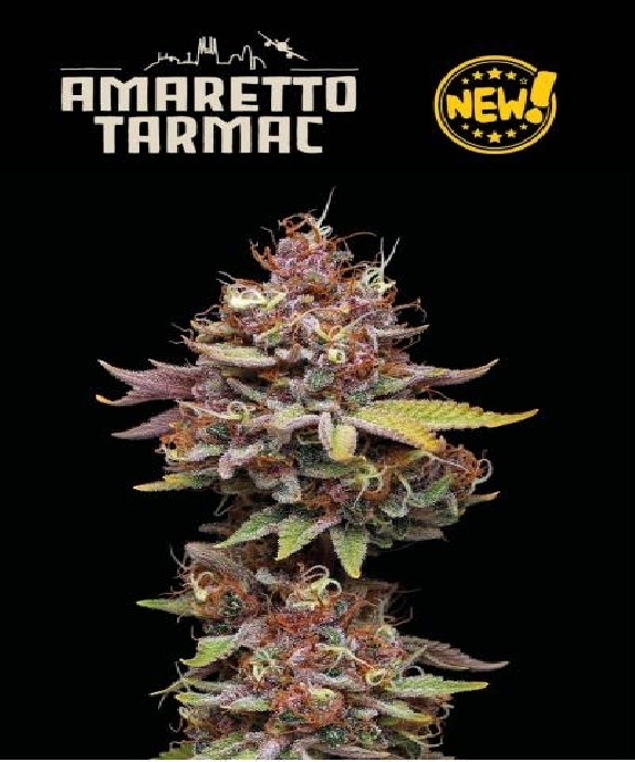 Superior Amaretto Tarmac Cannabis Seeds
