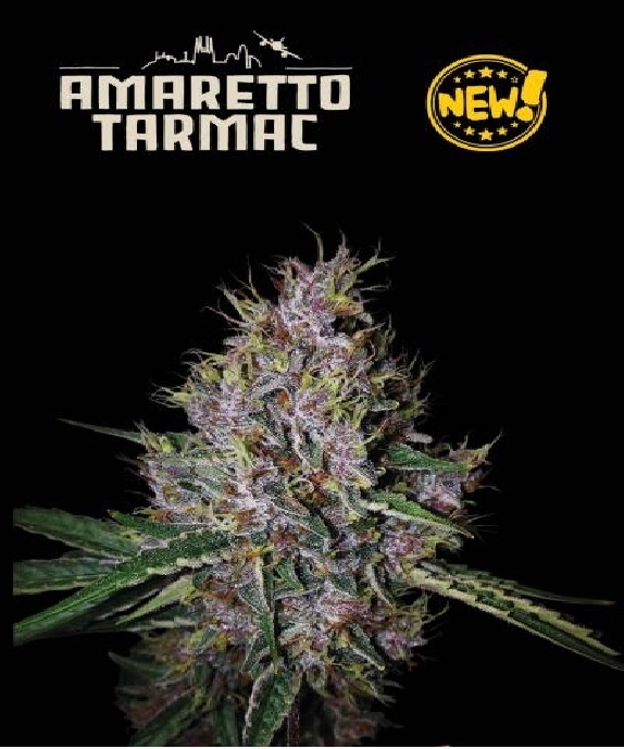 Superior Amaretto Tarmac Auto Cannabis Seeds