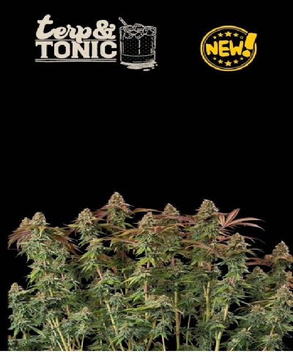 Superior Terp & Tonic Auto Cannabis Seeds