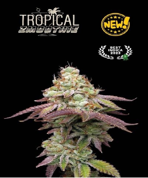 Superior Tropical Zmoothie Cannabis Seeds