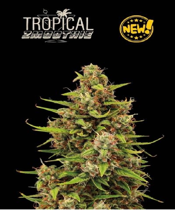 Superior Tropical Zmoothie Auto Cannabis Seeds