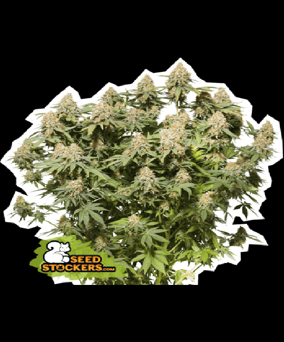 Moby Dick Cannabis Seeds