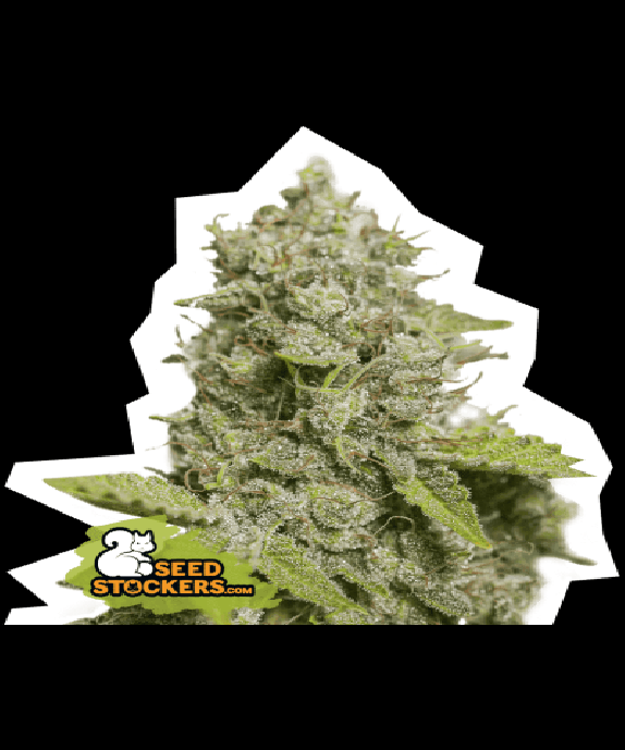 CBD Critical XXL Auto Cannabis Seeds