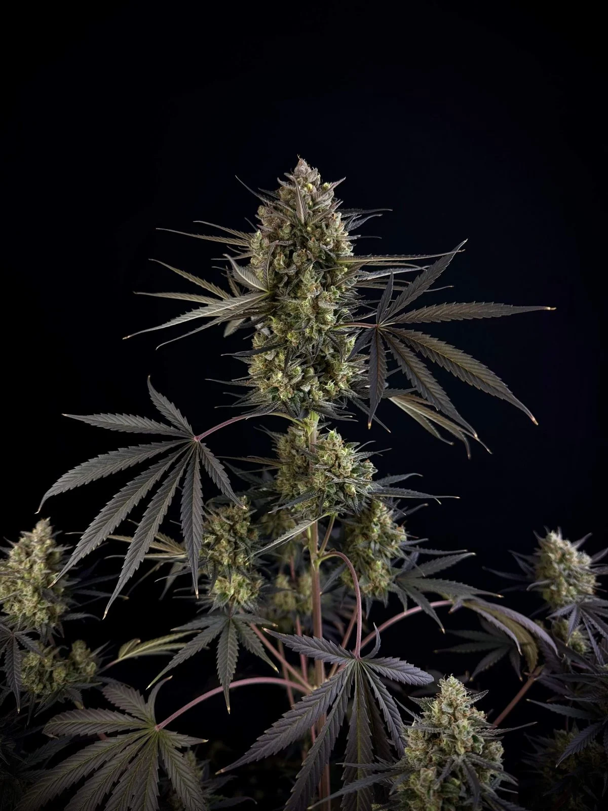 Pound Cake Auto Cannabis Seeds