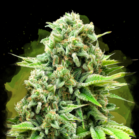 White Widow Auto Cannabis Seeds