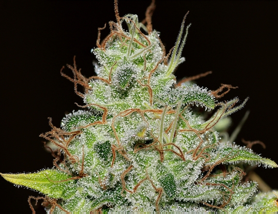 Bruce Banger Cannabis Seeds