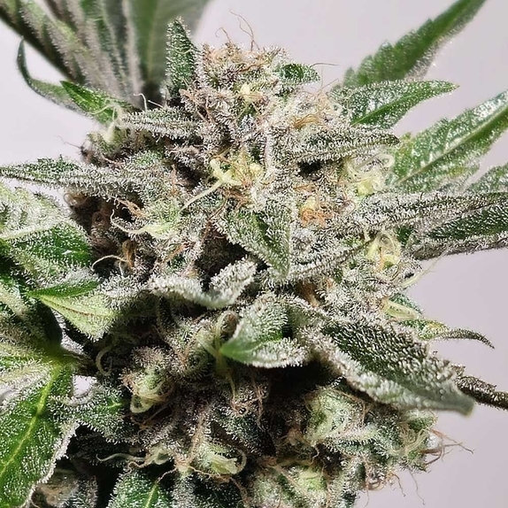 Pink Fritter Feminized  Cannabis Seeds