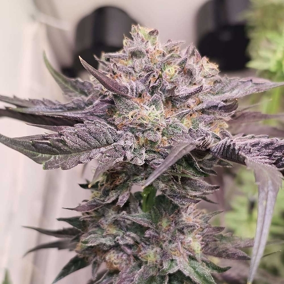 Pink Bacio Feminized Cannabis Seeds