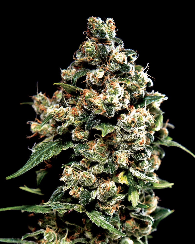 Jack Herer Cannabis Seeds