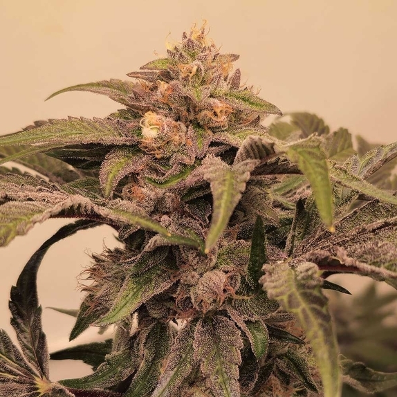 Pinky Zowahh Feminized Cannabis Seeds