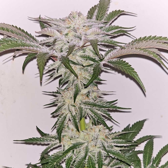 Hindu Runtz Feminized Cannabis Seeds