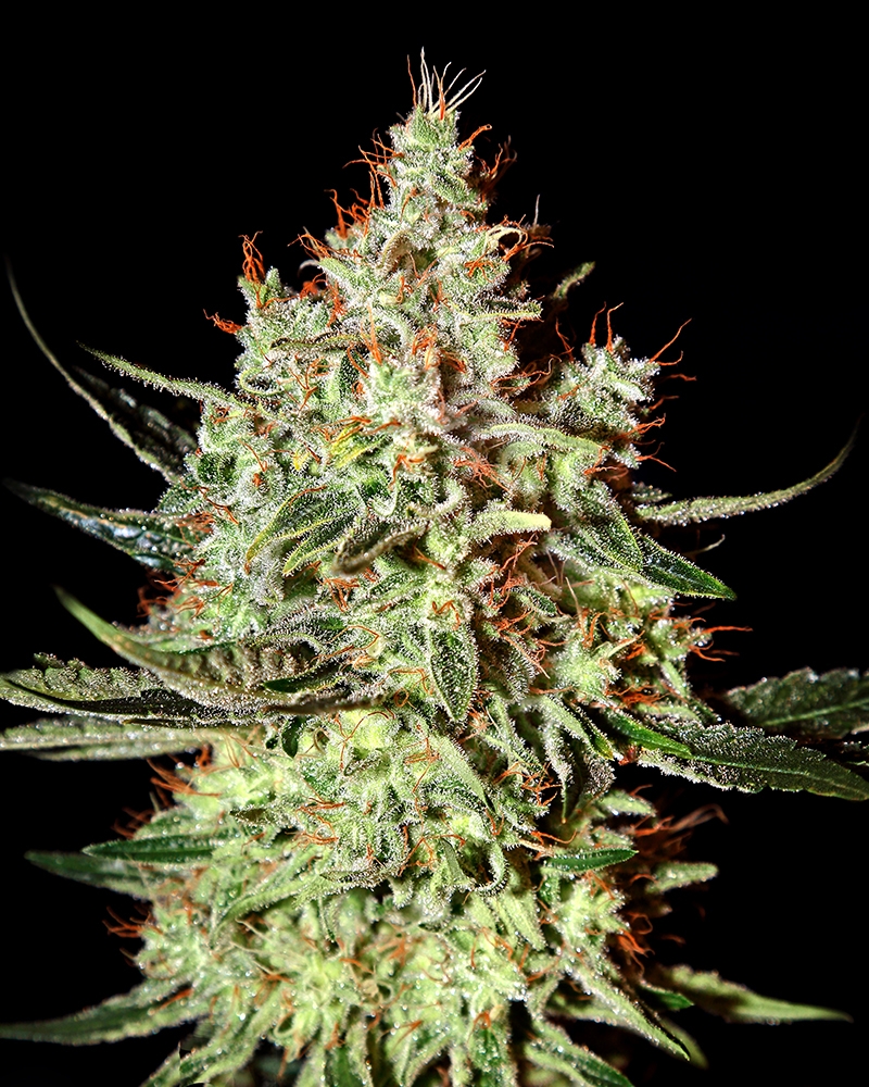 K-Train Cannabis Seeds
