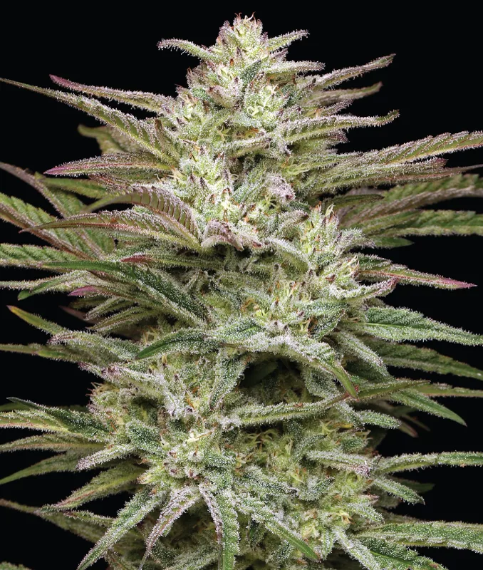 Jelly Donutz Auto Cannabis Seeds