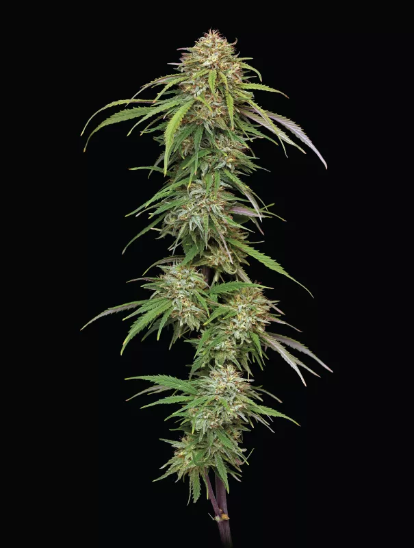 Ed Rosenthal's Super High Life Cannabis Seeds