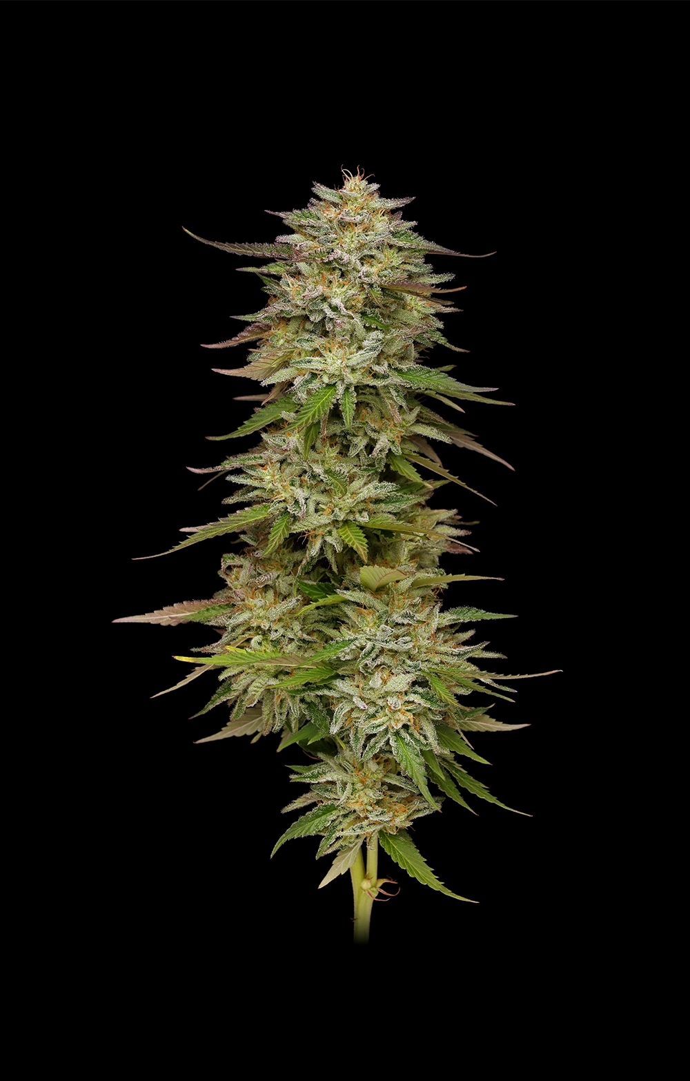 Golden Sands Cannabis Seeds