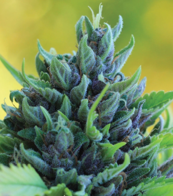 Humboldt Dream  Cannabis Seeds