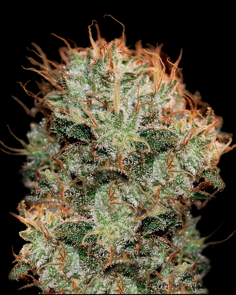 Kaia Kush Cannabis Seeds