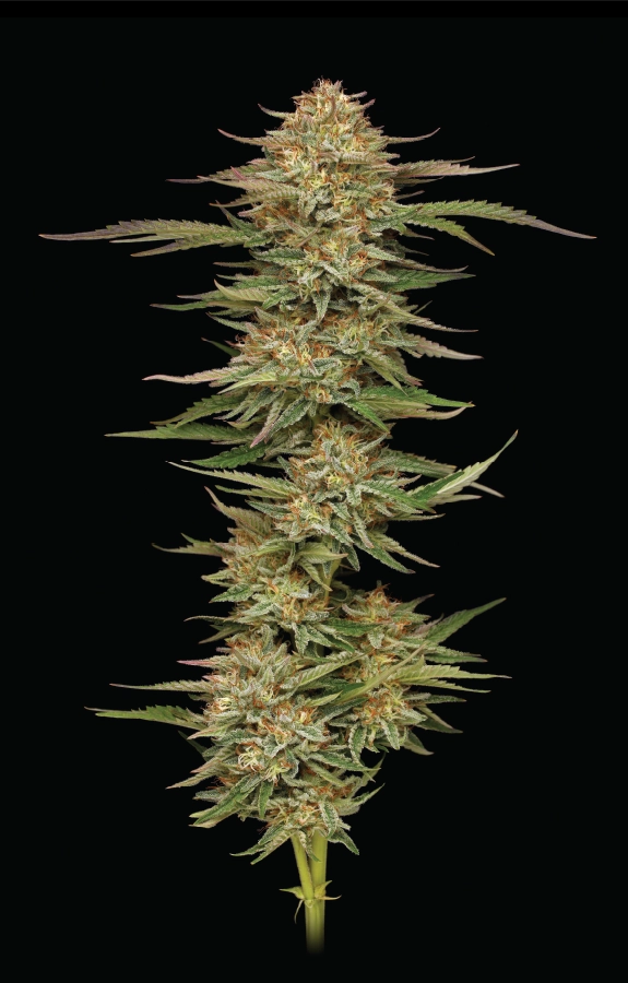 Orange Creampop Cannabis Seeds