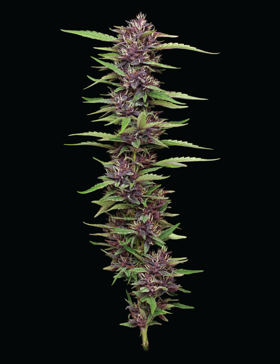 P.P.D. Cannabis Seeds