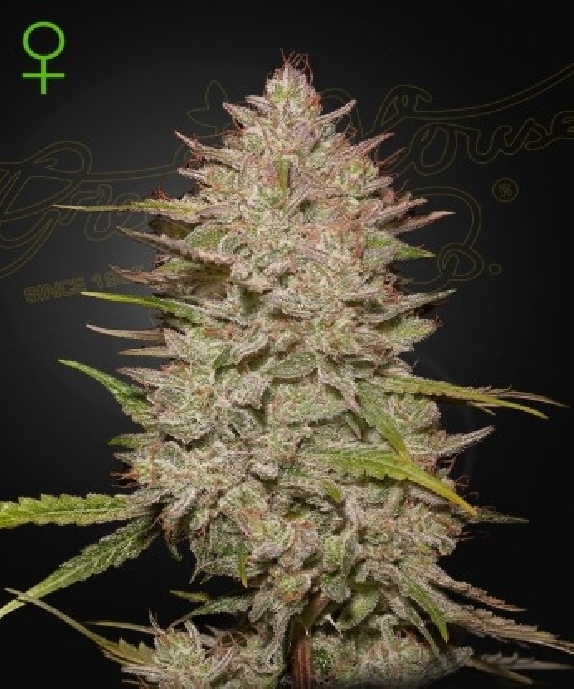 Chemical Candy Auto Cannabis Seeds