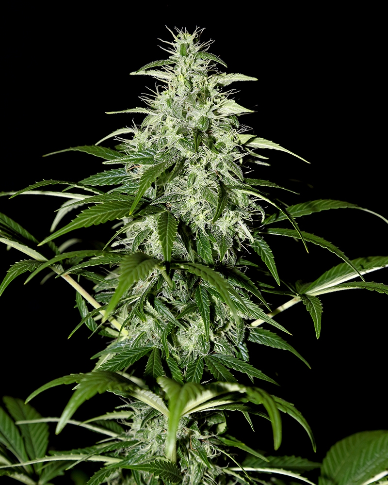 Kalashnikova Automatic Cannabis Seeds