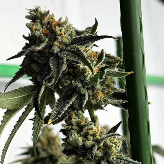 Melon Fizz Biker Regular Cannabis Seeds