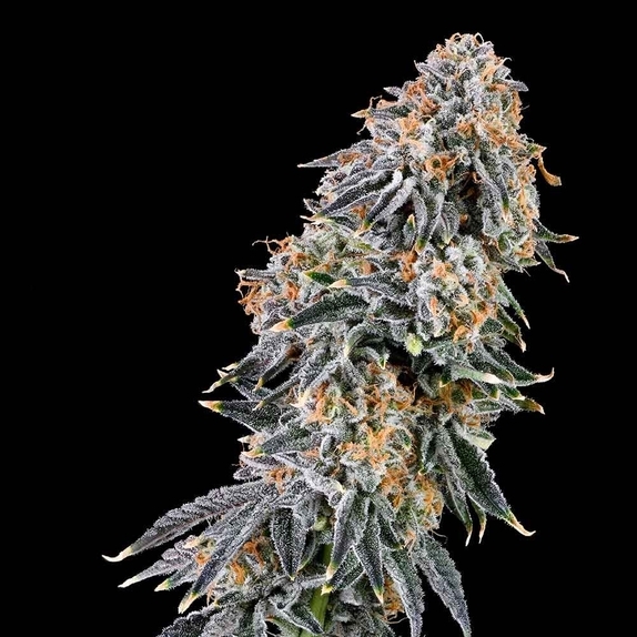 Rainbow Fuel Cannabis Seeds