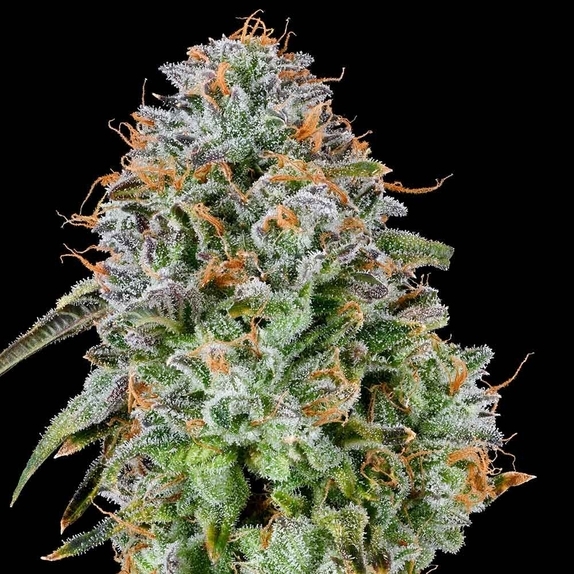 Zunami  Cannabis Seeds